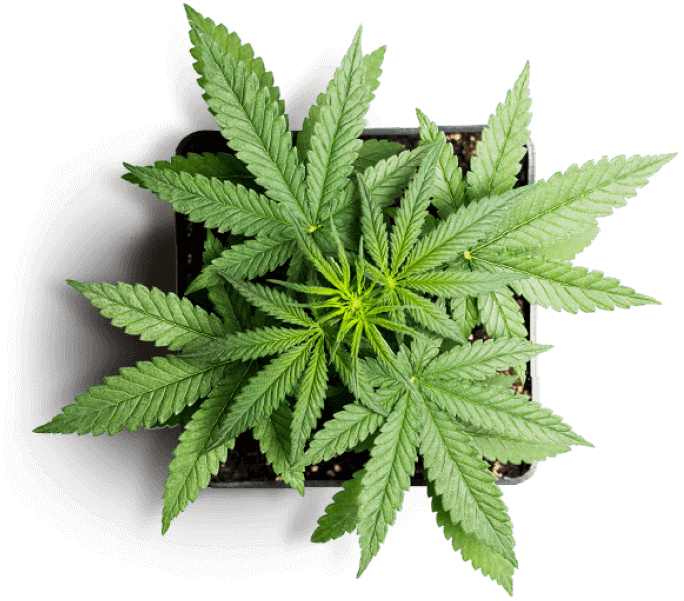 image-cannabis-plant-on-pot